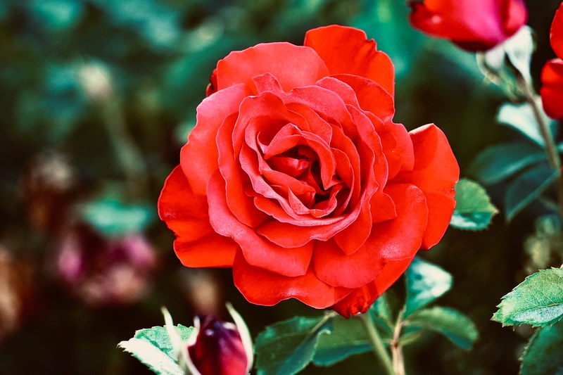 Tige Unique Rose Rouge